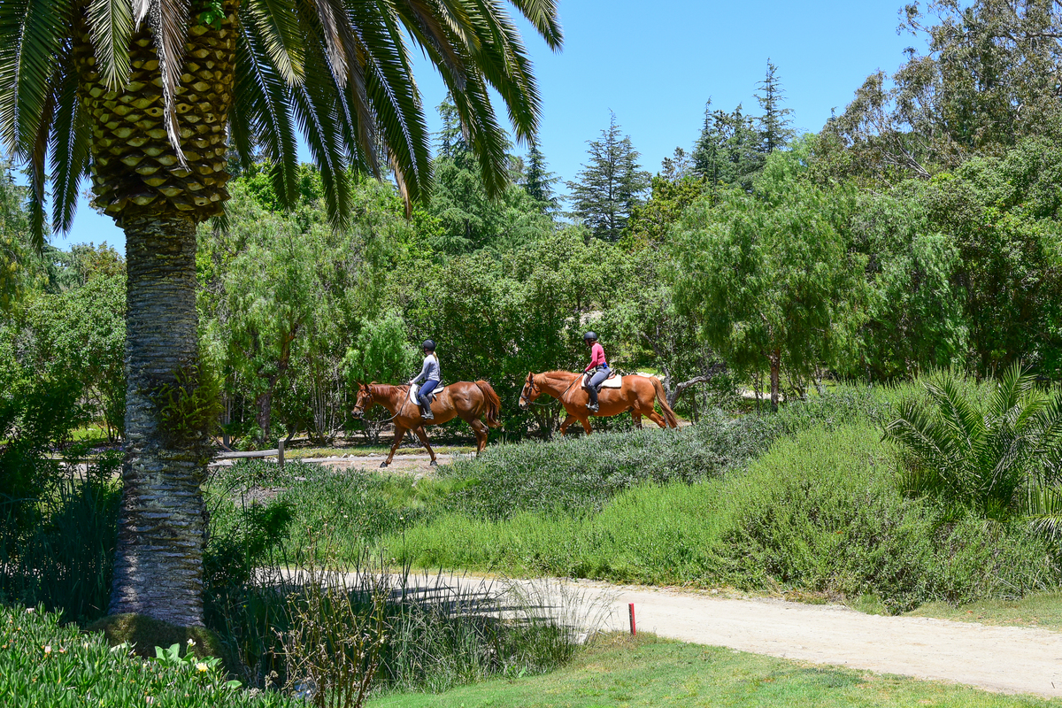 #21--20_9438399_17233_Via_Recanto_Barn__26_Trail_4000px_24RST_2087
